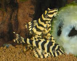 How to feed plecos zucchini. 27 Plecostomas Ideas Freshwater Fish Plecostomus Aquarium Fish