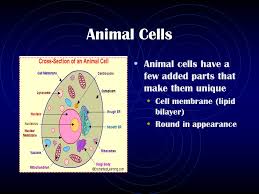 Check spelling or type a new query. Review For Cell Theory And Cell Organelle Exam Test Date Friday 11 10 Ppt Download