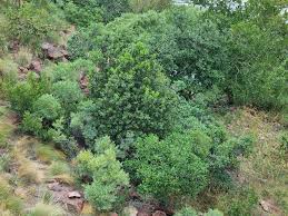 Image result for Vepris reflexa