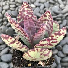 Image result for Kalanchoe marmorata