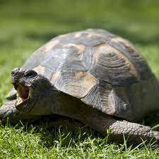 An Introduction To Pet Tortoises