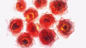 Gambar bunga mawar merah gambar bunga mawar putih mawar bunga mawar wallpaper mekar bunga bunga. Mawar Mawar Merah Mawar Merah Merah Api Merah Bunga Daun Bunga Bunga Potong Wallpaper Hd Wallpaperbetter