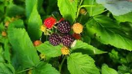 Berry Hike!