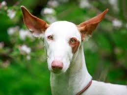 Male grate dane puppy for sale. Ibizan Hound Price Temperament Life Span