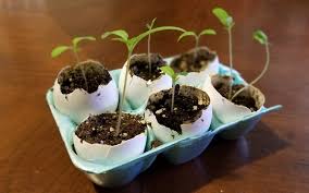 Use the eggshell tea in your garden or for your potted plants. 3 Easy Ways To Use Eggshells In Your Garden Wicked Handy