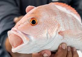 September 2023 by Texas Salwater Fishing Magazine