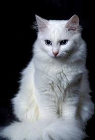Kucing akan telihat sangat menggemaskan ketika masih kecil. Kucing Anggora Jenis Cara Merawat Makanan Perbedaan