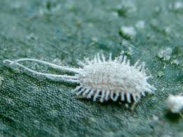 We did not find results for: Cochenille Farineuse D Ou Viennent Elles Et Que Faire