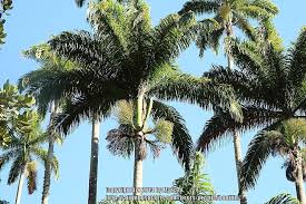 Image result for Roystonea oleracea