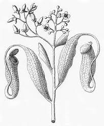 Black And White Images Of Pitcher Plant Nepenthes Wikipedia Plant Drawing Flower Drawing Botanical Art