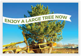 From our customer service to our line of collector conifers… we make gardening fun! Utah Tree Transplanting Service Large Trees For Sale In Utah