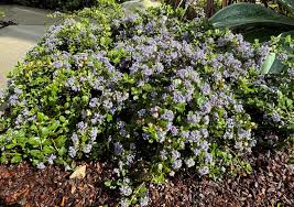 Image result for Ceanothus