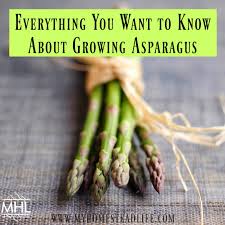 For best results, prepare the bed in the fall before you plan to plant. Growing Asparagus Everything You Want To Know My Homestead Life