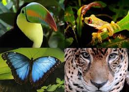 Many people think of the amazon rainforest when they think of a tropical rainforest, however tropical rainforests can be found in africa, southeast asia, and of course, south america. Photo Of Amazon Rainforest Animals For Fans Of Amazon Rainforest Animals You Will Find In The Amaz Rainforest Animals Amazon Rainforest Animals Amazon Animals