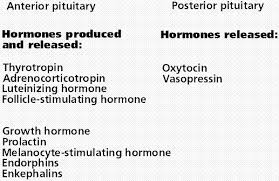 The Endocrine System