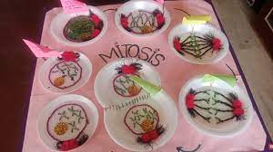 We did not find results for: Phases Of Mitosis Model Simple And Easy Way To Make Mitosis Project Model Youtube