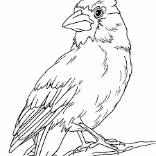 Animal Bird Of Paradise Drawing Cardinal Coloring Page Coloring Pages Bird Drawings Birds Of Paradise