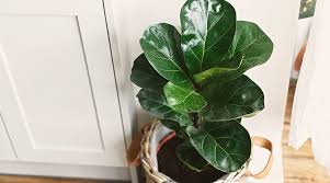 Image result for Ficus fischeri