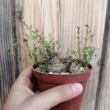 Image result for Aeollanthus