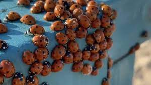 Божьи коровки — полезные насекомые, которые питаются тлей, яйцами колорадского жука, мелкими однако повторит ли он судьбу анапы и других южных городов — покажет время. 31gm4g5xuh7m M