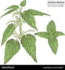 Image result for Urtica
