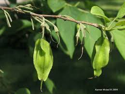 Image result for Halesia