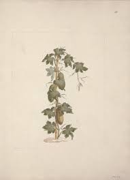 Image result for Peponium vogelii