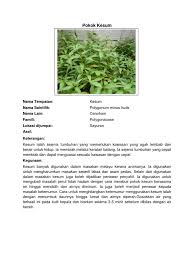 Daun kari merupakan salah satu bahan masakan yang bisa membuat rasa makanan menjadi lebih enak. Dokumentasi Pokok