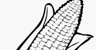 Kumpulan gambar tentang sketsa pohon jagung, klik untuk melihat koleksi gambar lain di kibrispdr.org. Mewarnai Gambar Jagung Mewarnai Gambar