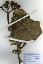 Image result for Anthocleista vogelii