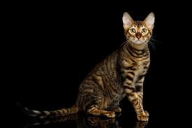 Check spelling or type a new query. Toyger Katze Charakter Haltung Pflege Rassebeschreibung