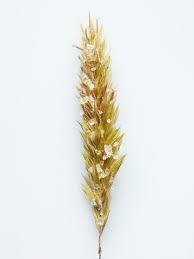 Image result for Anthoxanthum