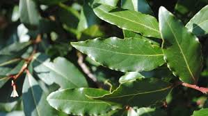 Check spelling or type a new query. How To Care For Laurus Nobilis