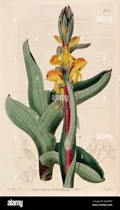 Image result for Satyrium sphaeranthum