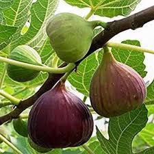 Buy Fig Tree Anjeer Fruit Common Fig Fruit Plant Online From Nurserylive At Lowest Price