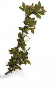 Image result for Grewia microthyrsa