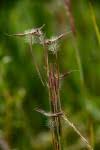 Image result for Hyparrhenia anamesa