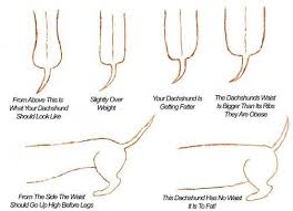 to chart dachshund weight is very simple use the picture