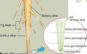Fungsi Akar Struktur Pengertian Jaringan Dan Contohnya