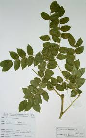 Image result for Guilandina bonduc