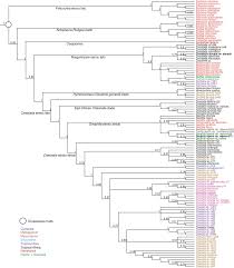 Image result for Chazaliella abrupta