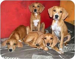 Check spelling or type a new query. Latrobe Pa Bloodhound Meet 1 Bloodhound Mix Girl A Pet For Adoption