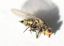 Image result for phytomyza gymnostoma