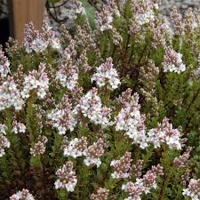 Image result for shrubby veronica hebe