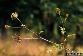 Image result for Bidens bipinnata