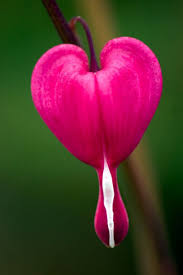 We did not find results for: Quest For Truth April 2012 Orchid Seeds Bleeding Heart Flower Small Pink Flowers