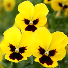 Pansies Ain T Pansies When It Comes To Frost Plant Away Pansies Trees To Plant Purple Pansy