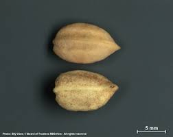 Image result for Uapaca nitida