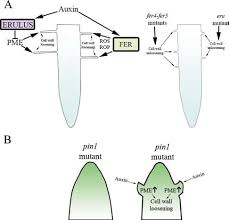 We did not find results for: Different Auxin Fer And Auxin Pme Relationships In Different Cells A Download Scientific Diagram