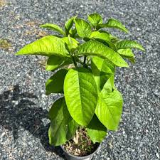 Image result for Vangueria madagascariensis